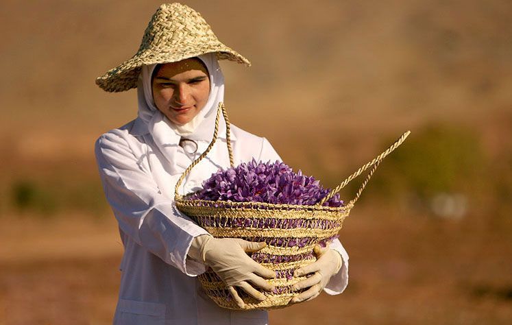 An Iranian female farmer with a basket of saffron in her hand