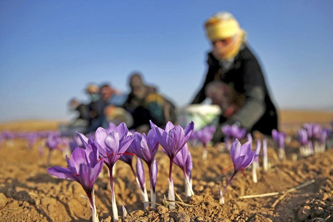 Iranian farmer is harvesting saffron in cold weather